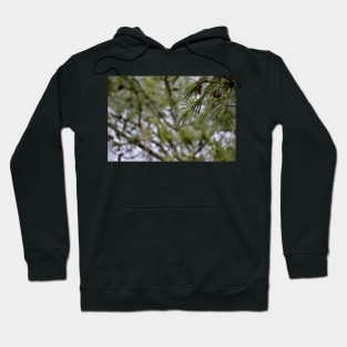 Pine Branch Border Hoodie